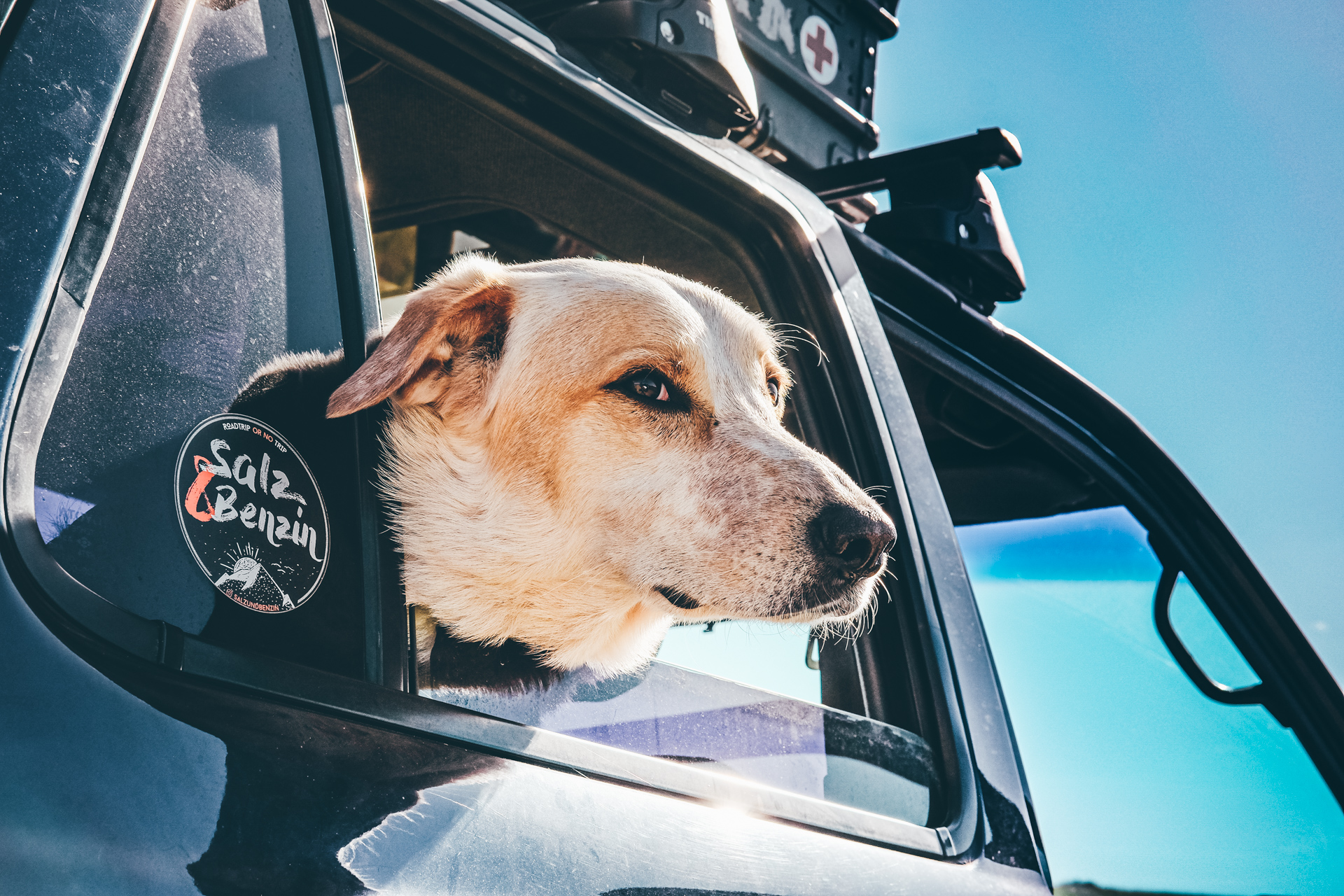 Hunde auf Reisen